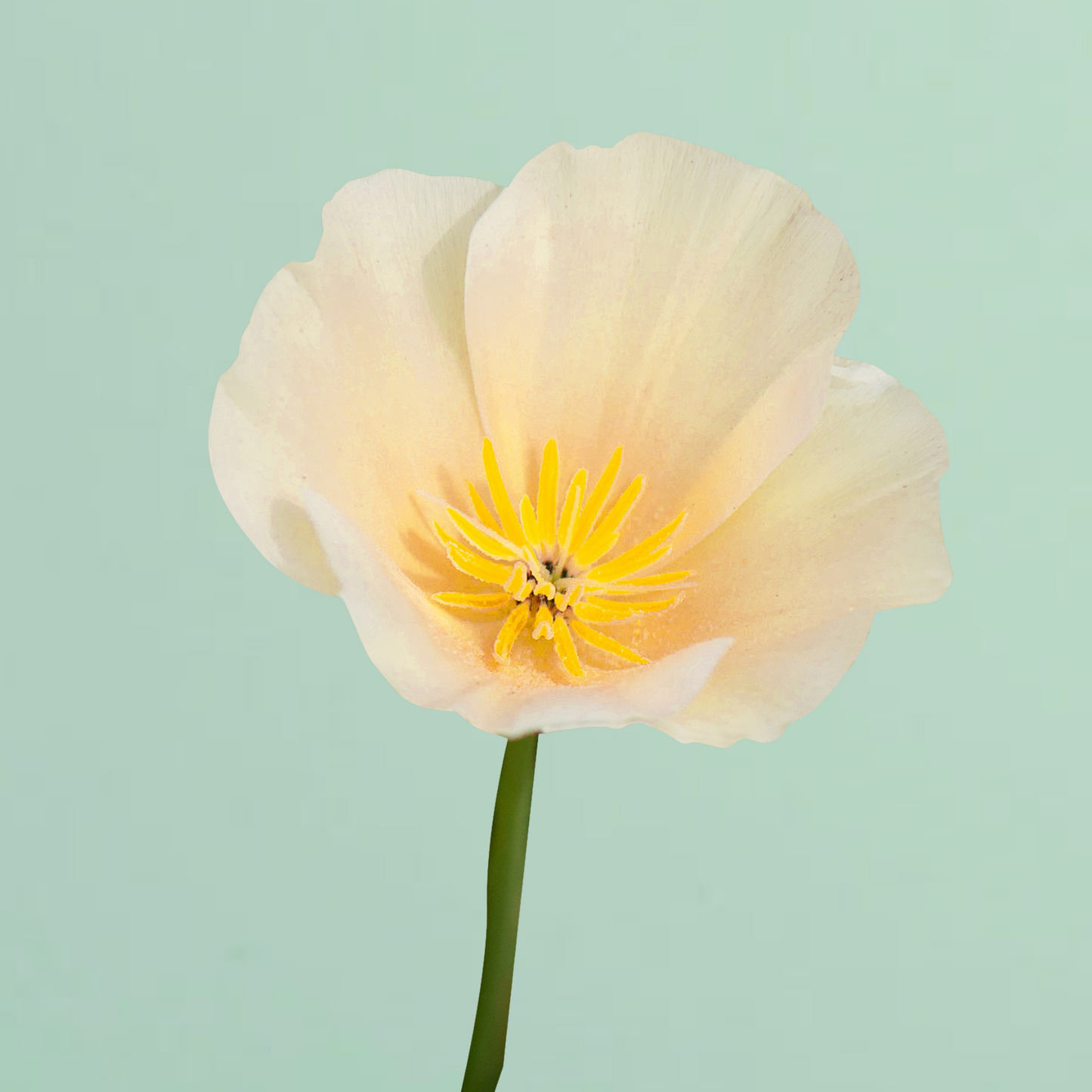 Thai Silk Champagne California Poppy Seeds