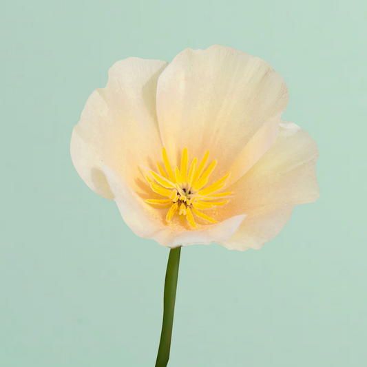 Thai Silk Champagne California Poppy Seeds