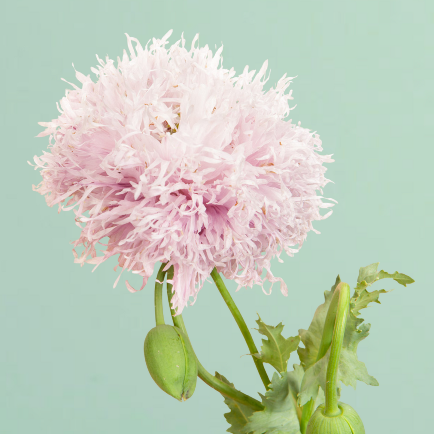 Lilac Pompom Breadseed Poppy Seeds