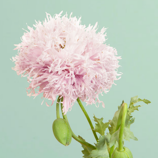 Lilac Pompom Breadseed Poppy Seeds