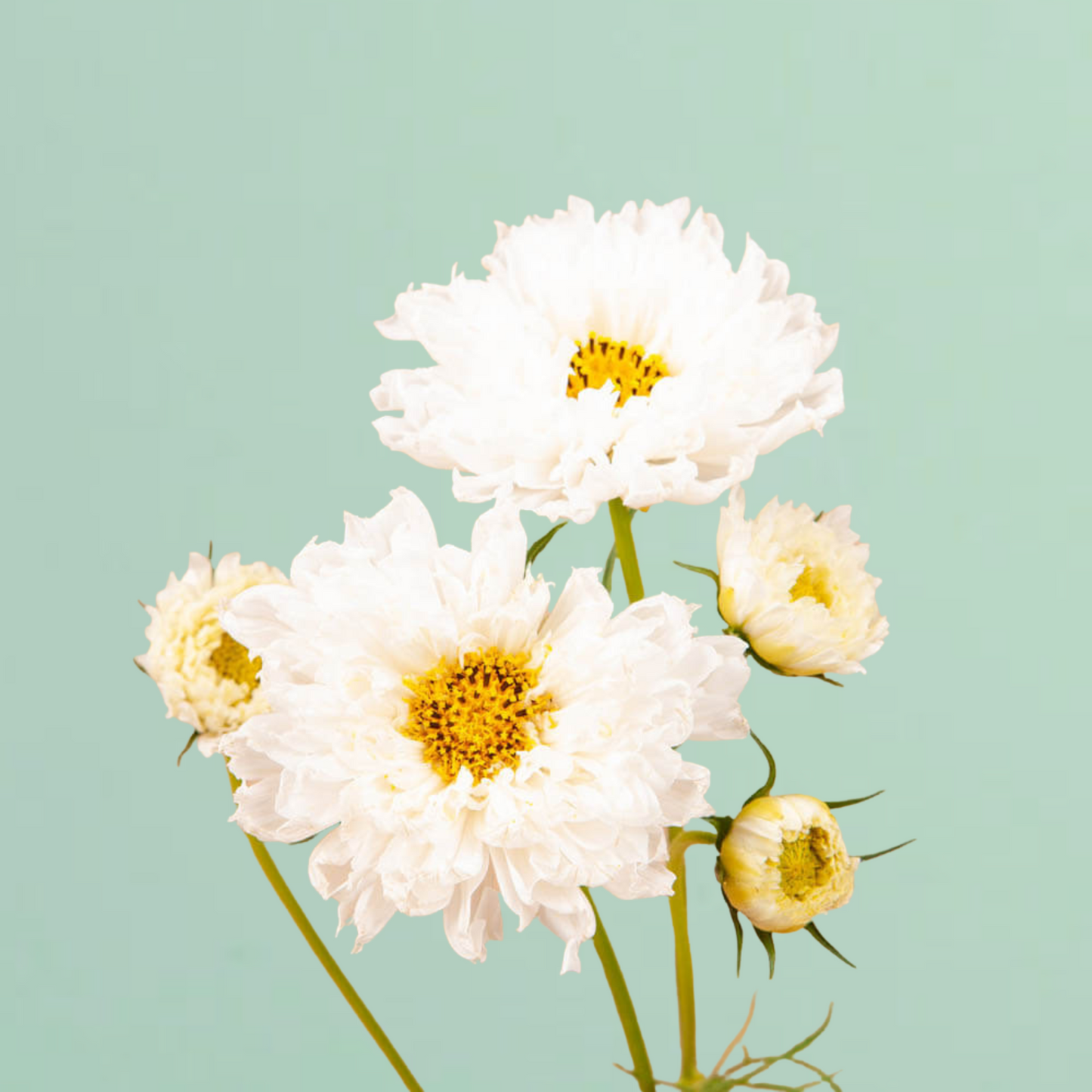 Double Click Snow Puff Cosmo Seeds