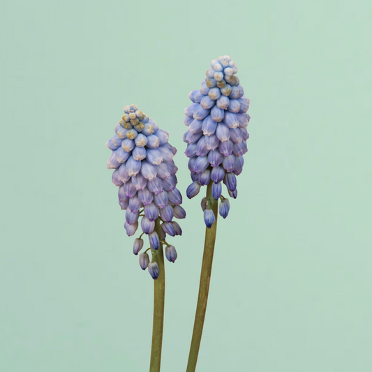 Valerie Finnis Muscari Bulbs