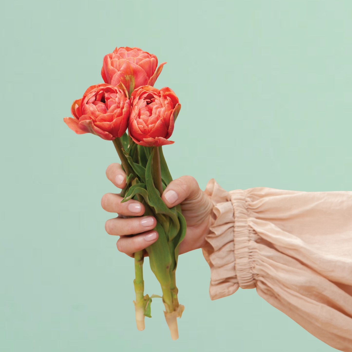 Copper Image Tulip Bulbs