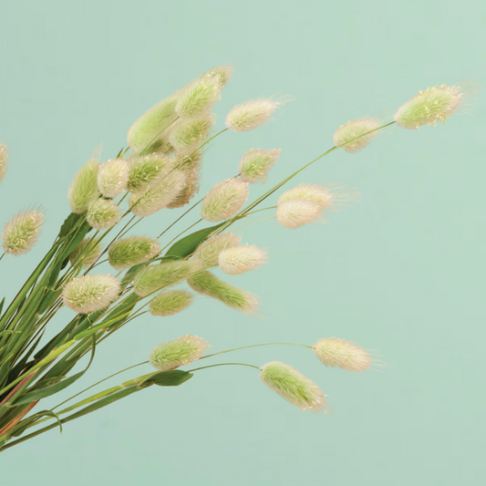 Bunny Tail Grass Seeds