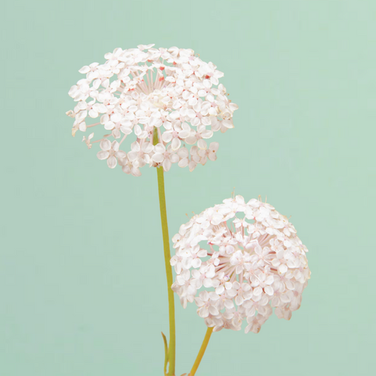 Lacy Pink Lace Flower Seeds