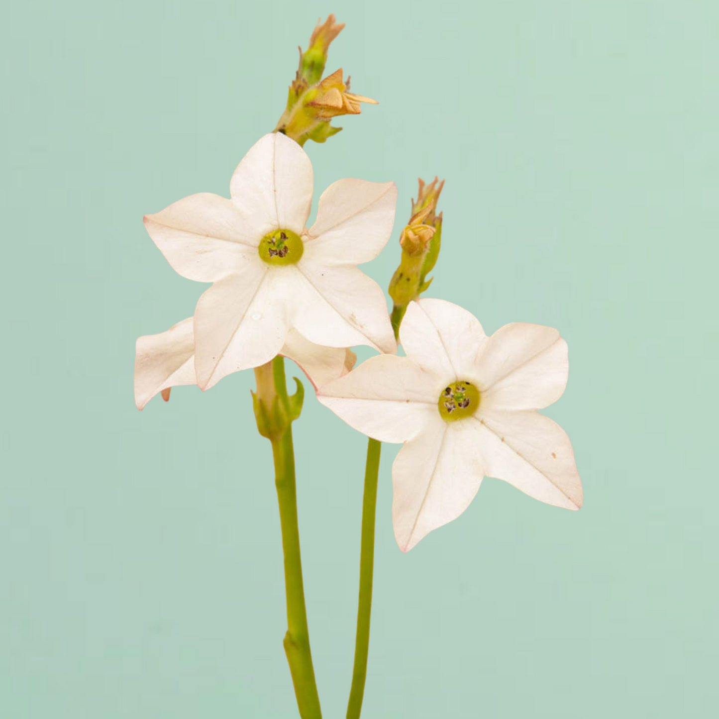 White Perfume Nicotiana Seeds