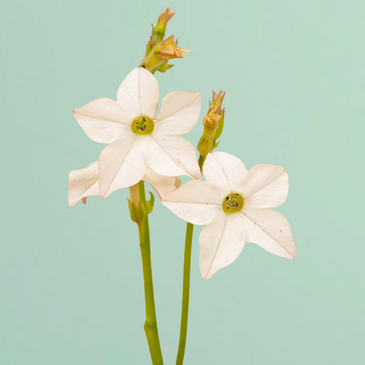 White Perfume Nicotiana Seeds