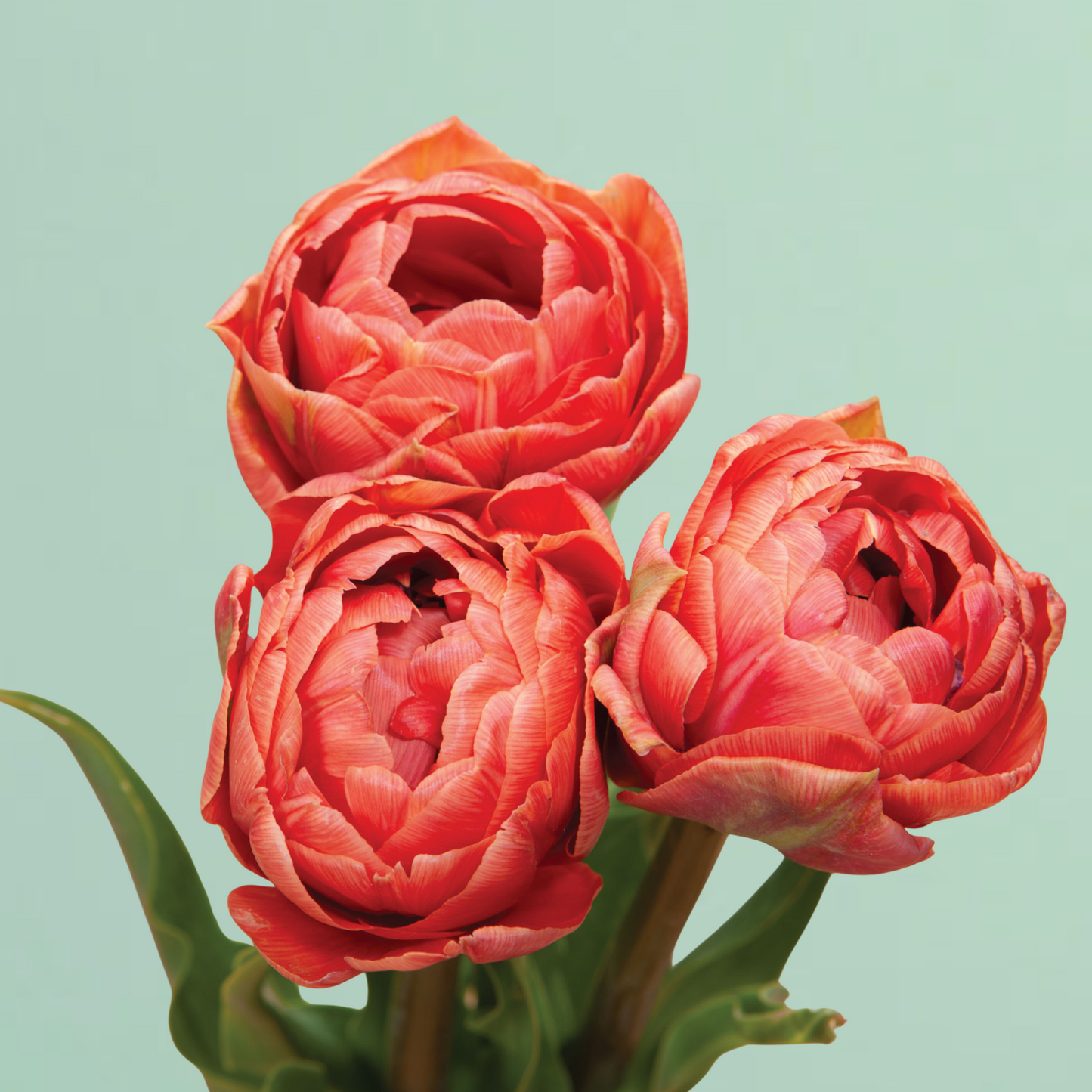 Copper Image Tulip Bulbs