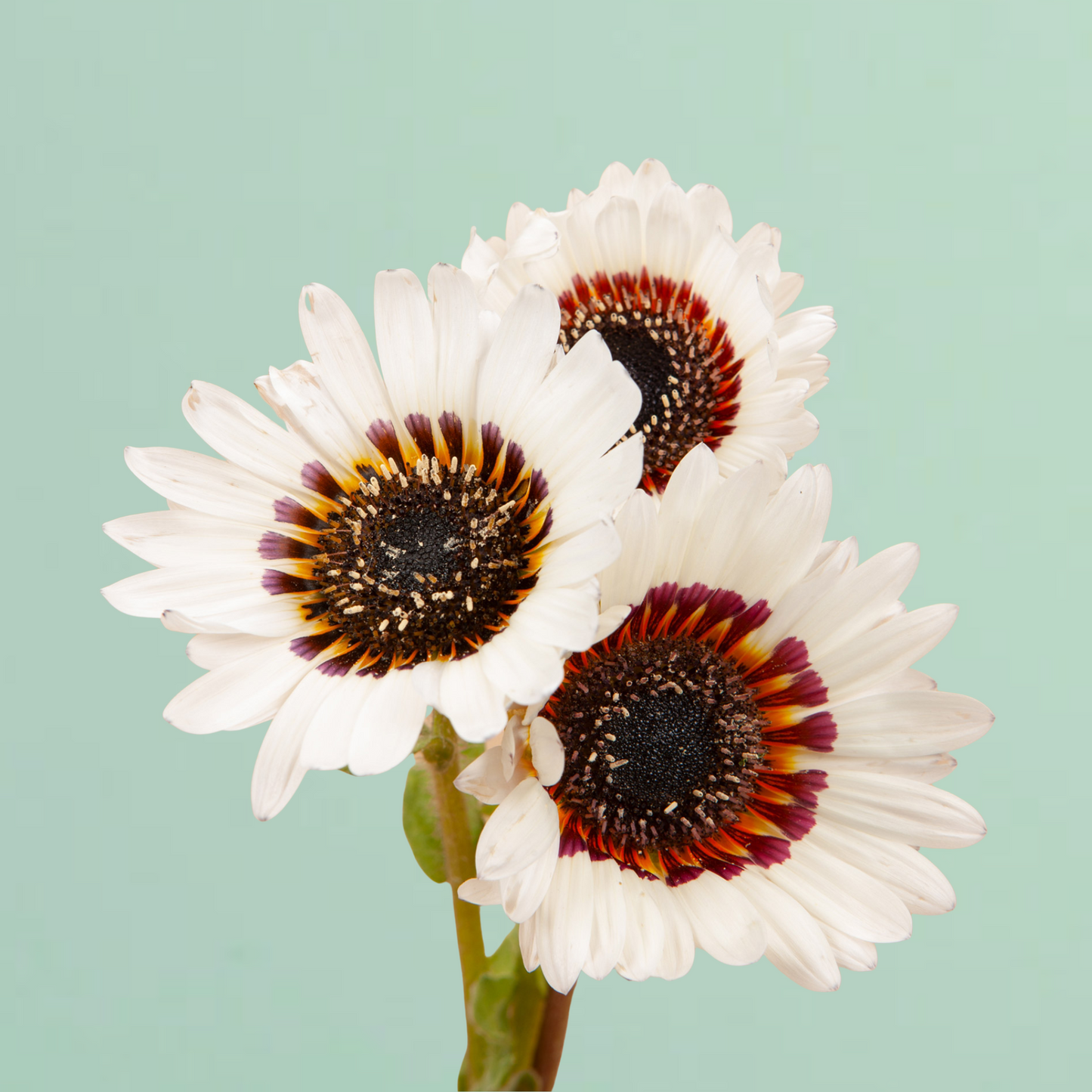 Zulu Prince Daisy Seeds