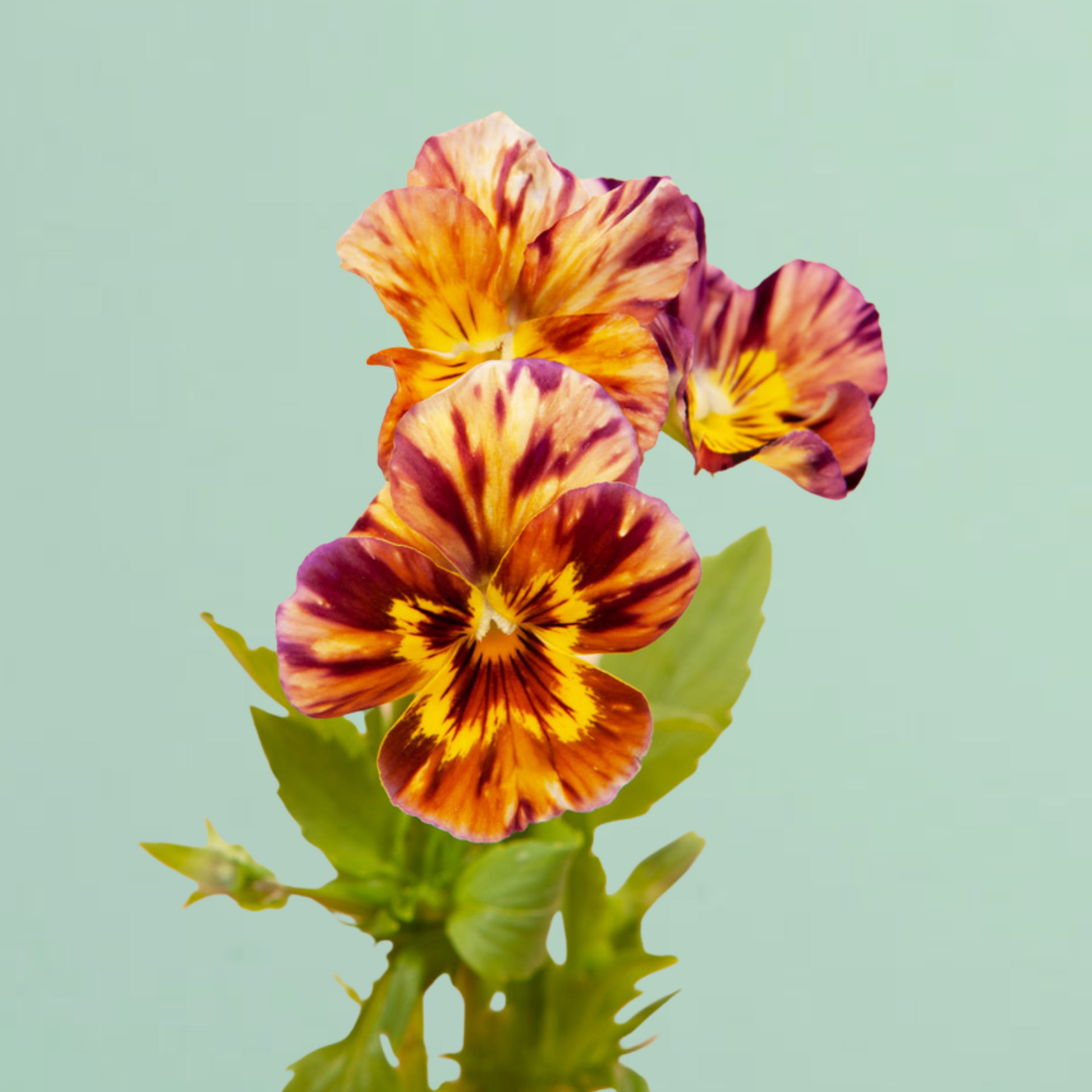 viola plant seeds Brushstrokes Viola Seeds