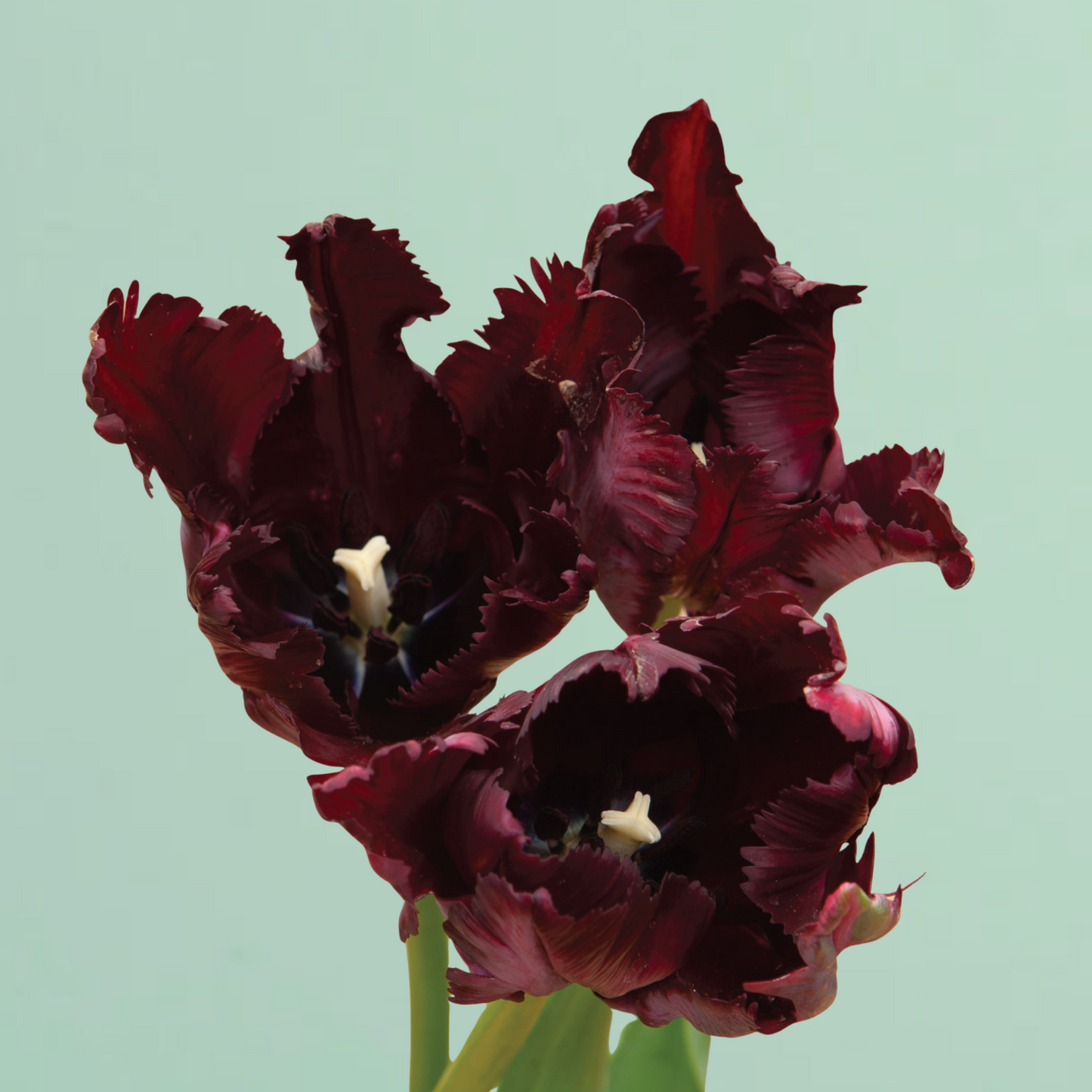 Black Parrot Tulip Bulbs