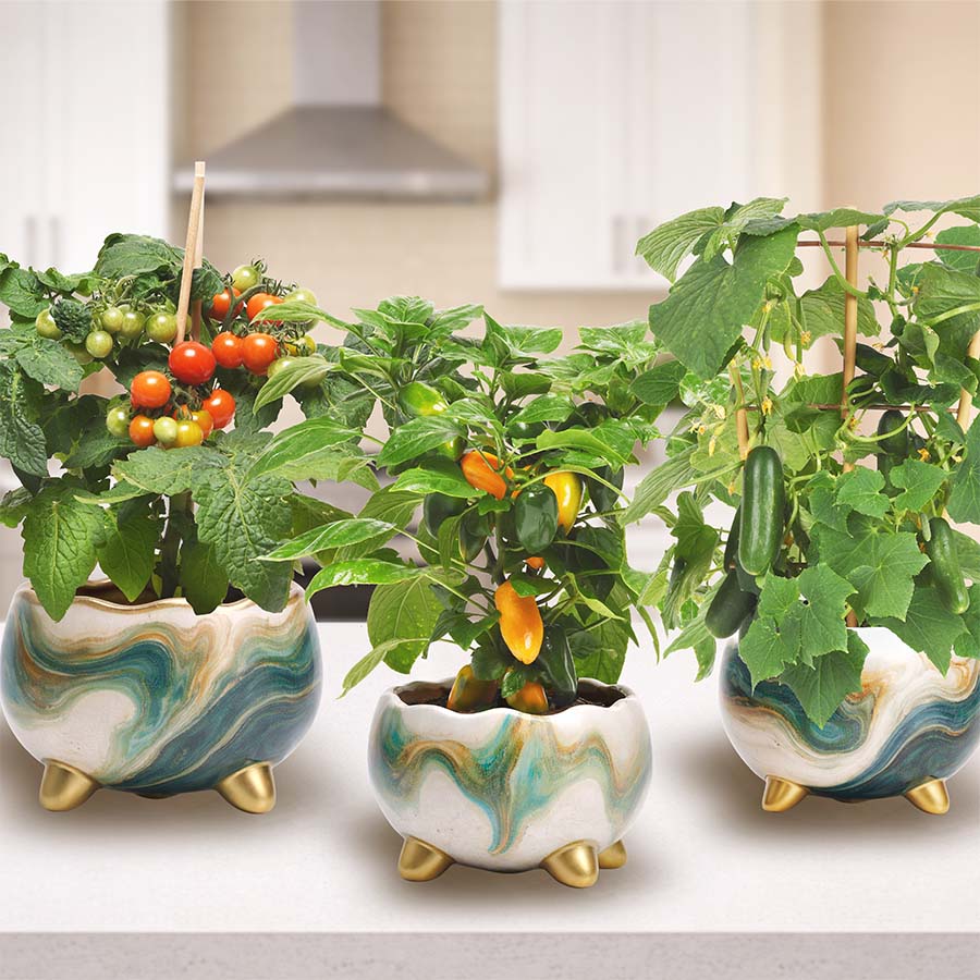 The Golden Hour Collection