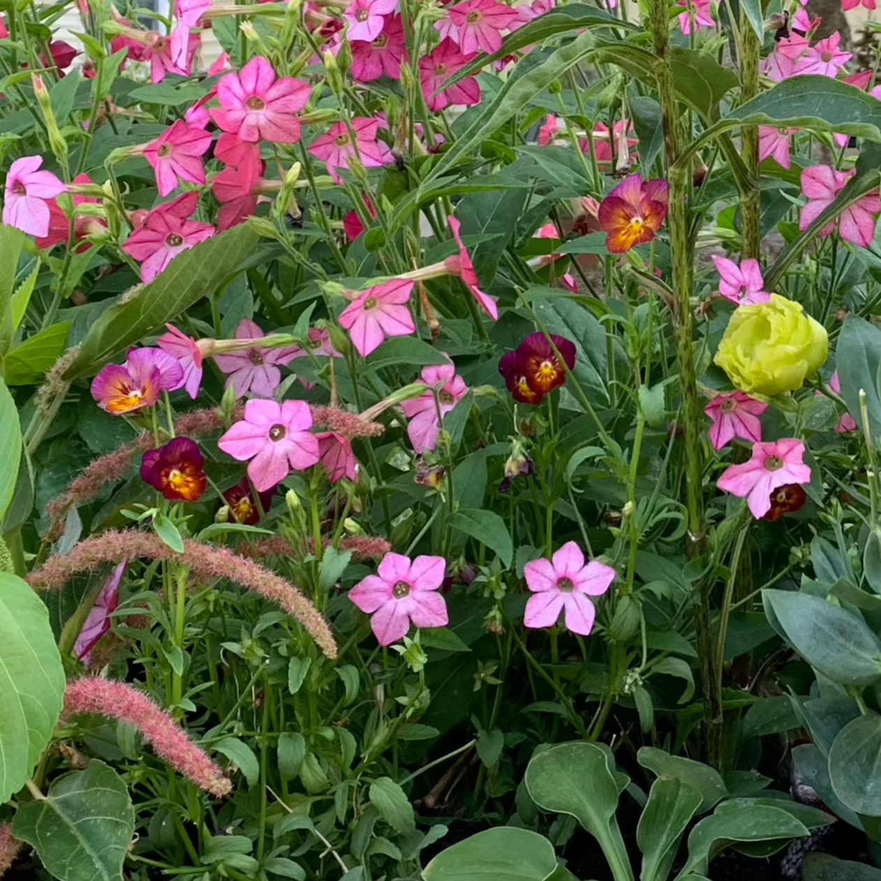 Natures Shade Mulberry Viola Plants