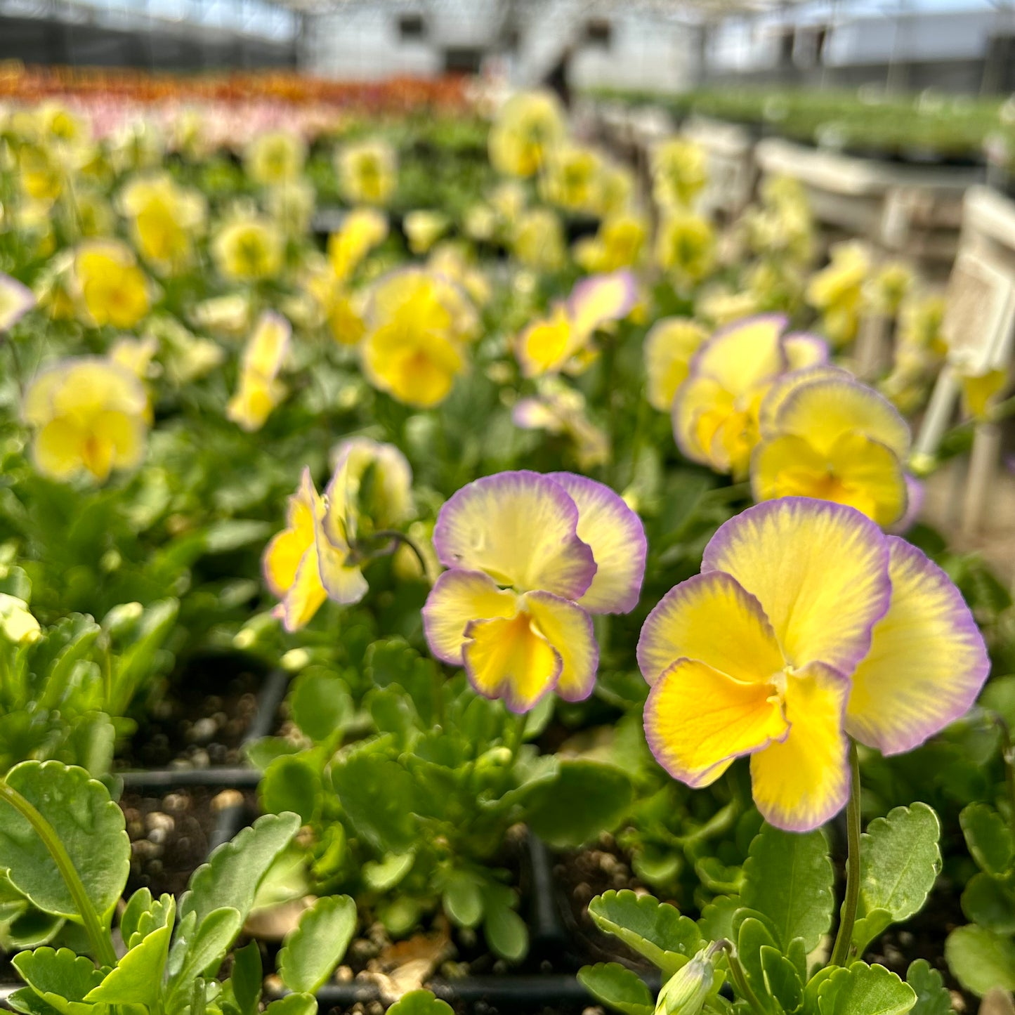 Etain Viola Plants