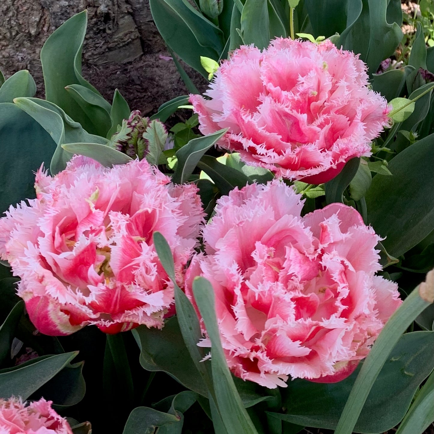 Queensland Pre-Chilled Tulip Bulbs