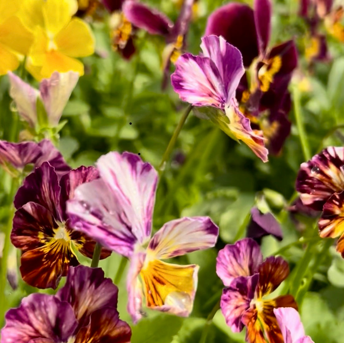 Brushstrokes Viola Seeds