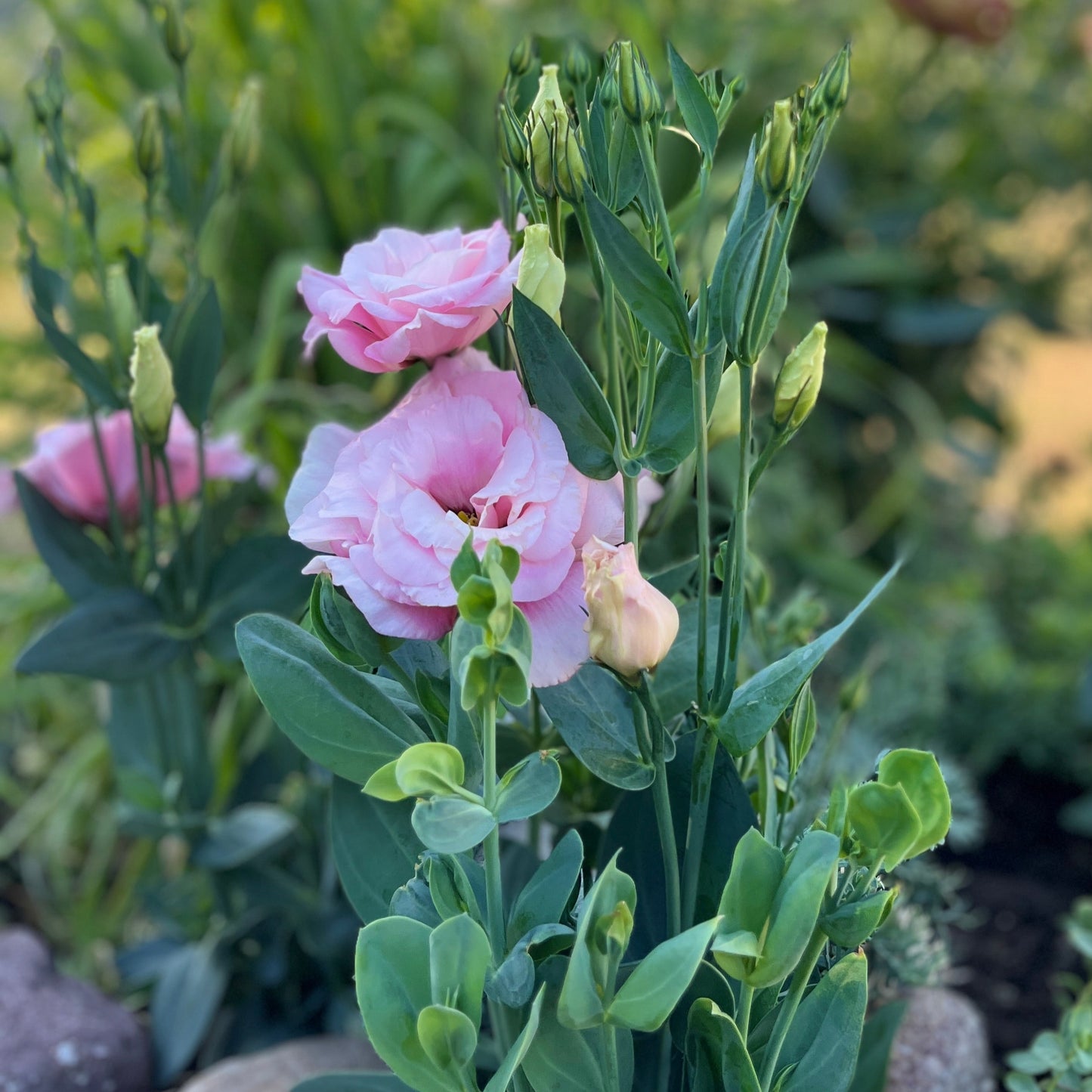 Echo Pink Lisianthus Plants