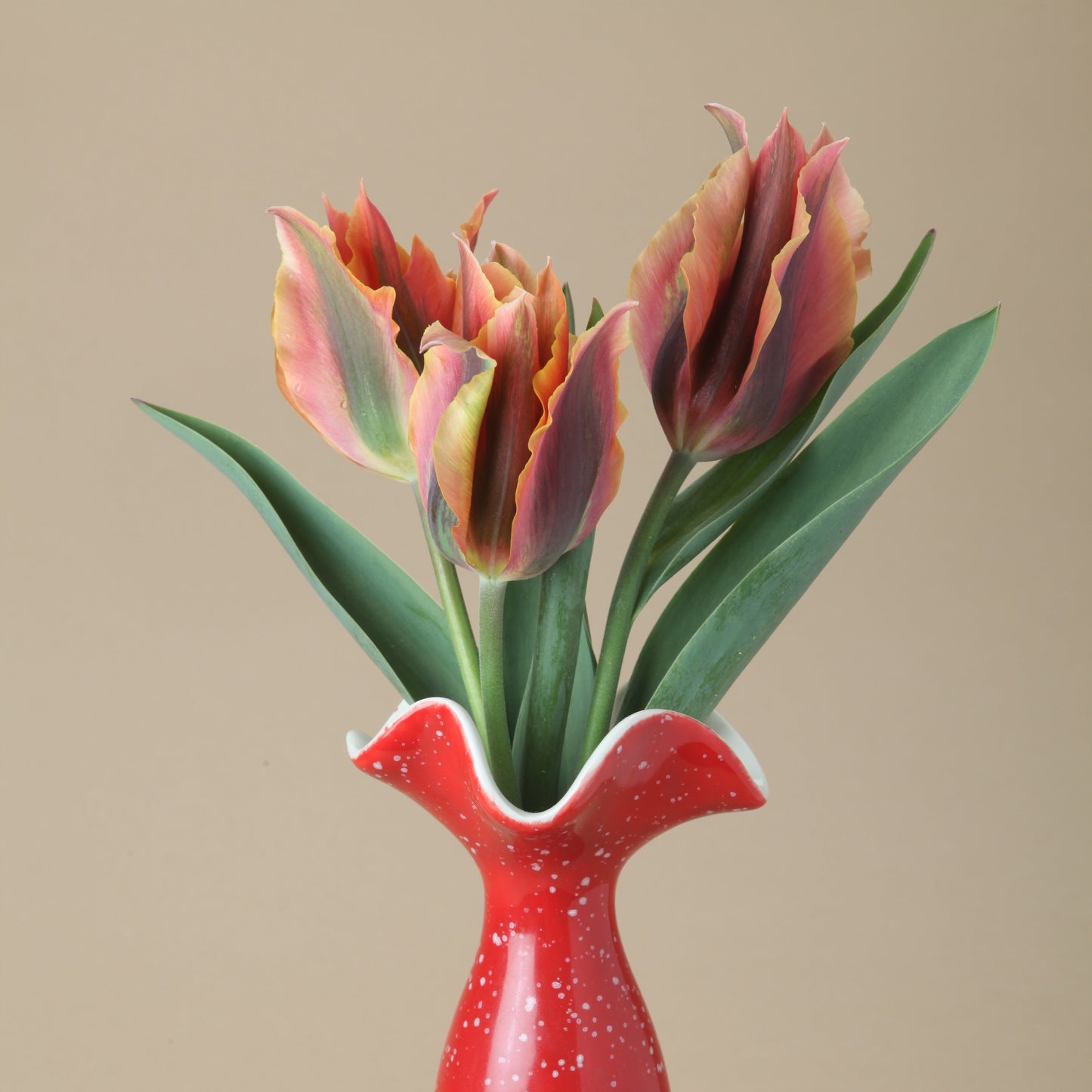 Artist Tulip Bulbs