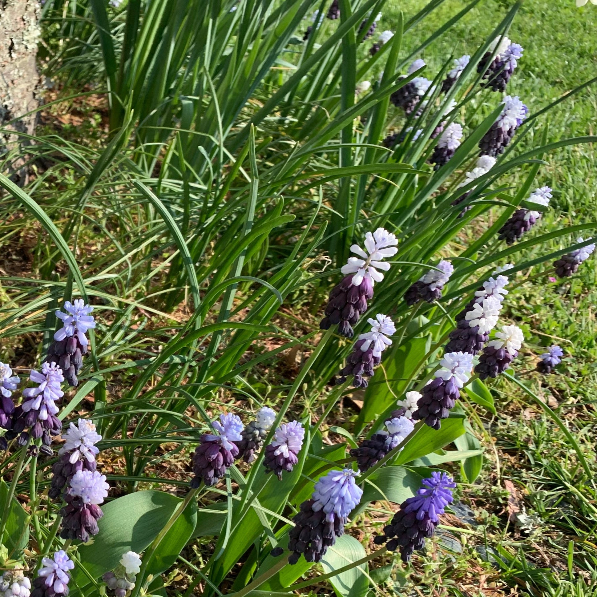 Purple flowers growing near a tree trunk in a natural setting