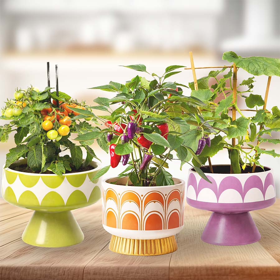 Kitchen Mini Jewel Box Collection