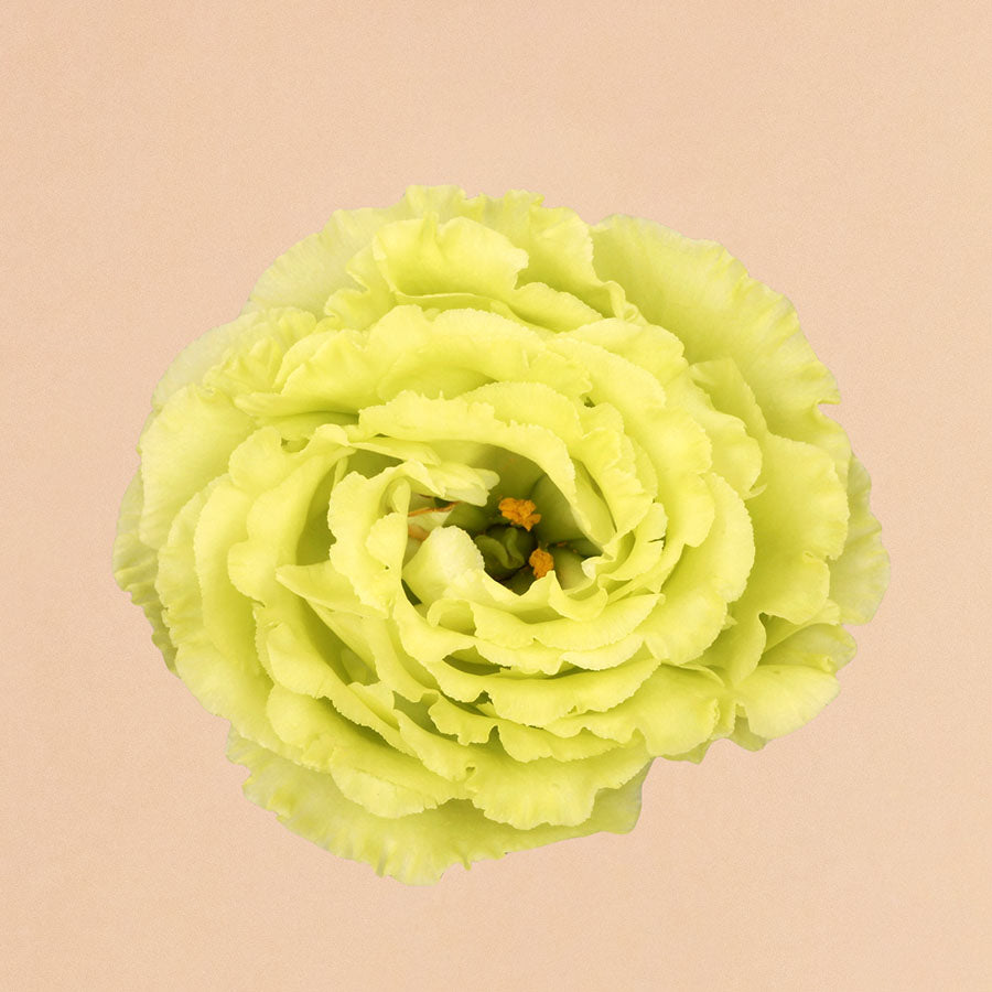 Roseanne Green II Lisianthus Plants