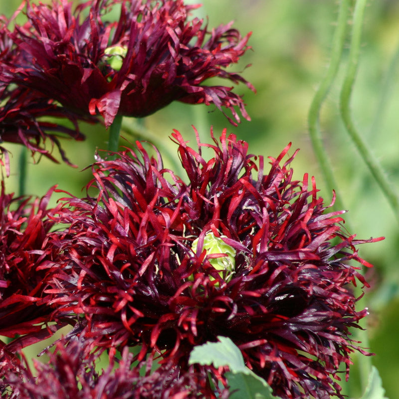 Black Swan Breadseed Poppy Seeds