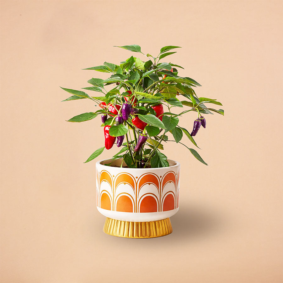 Kitchen Mini Jewel Box Collection