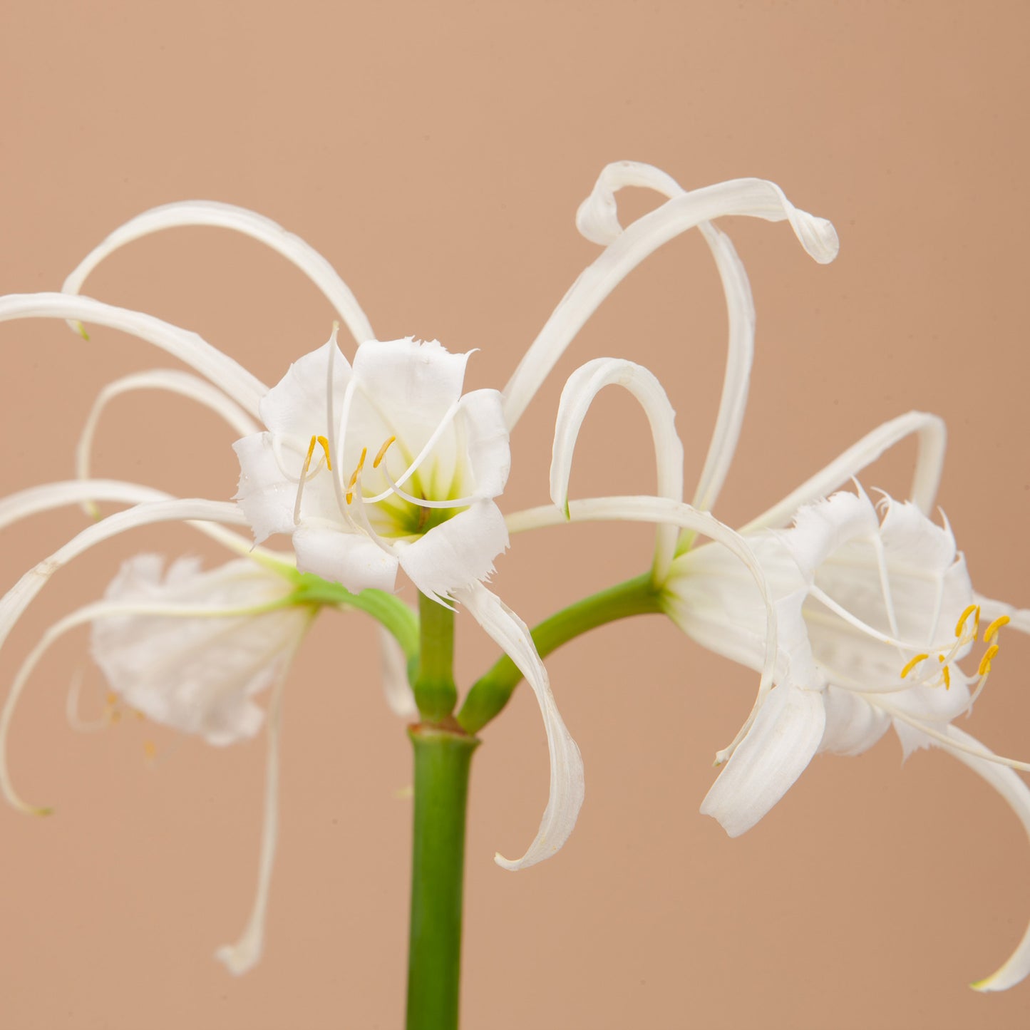 Peruvian Lily Bulbs