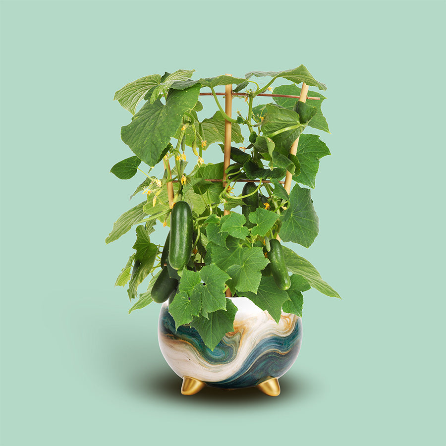 The Golden Hour Collection