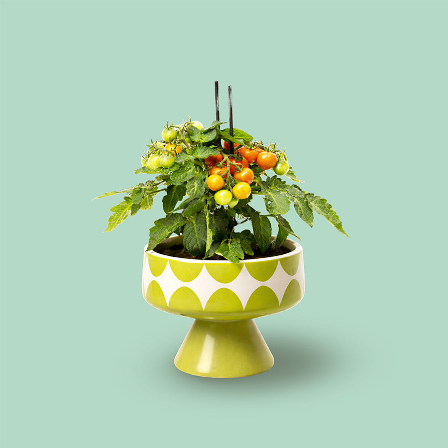 Kitchen Mini Jewel Box Collection