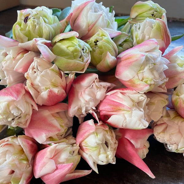 Sambuca Pre-Chilled Tulip Bulbs