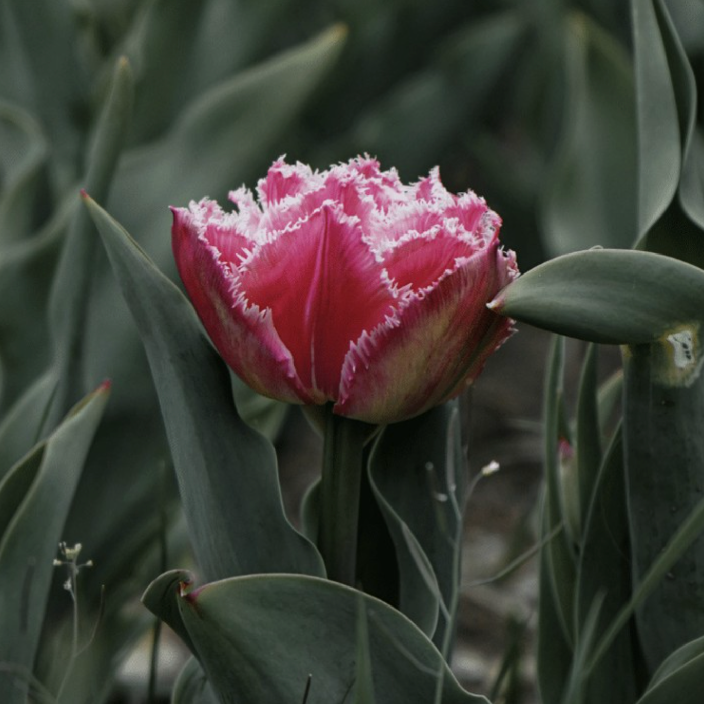 Queensland Pre-Chilled Tulip Bulbs