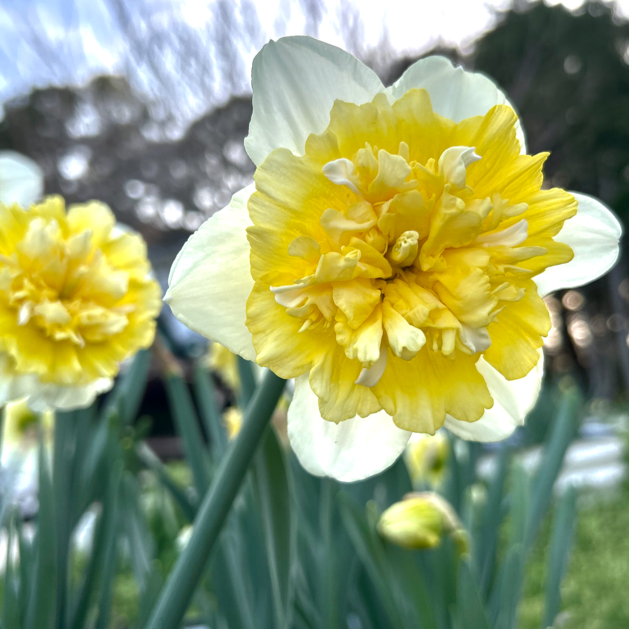 Ice King Daffodil Bulbs