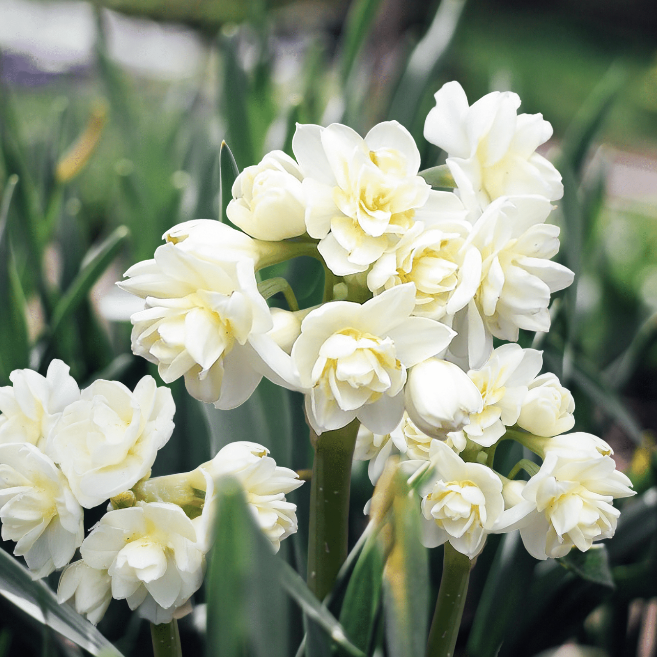 Erlicheer Daffodil Bulbs