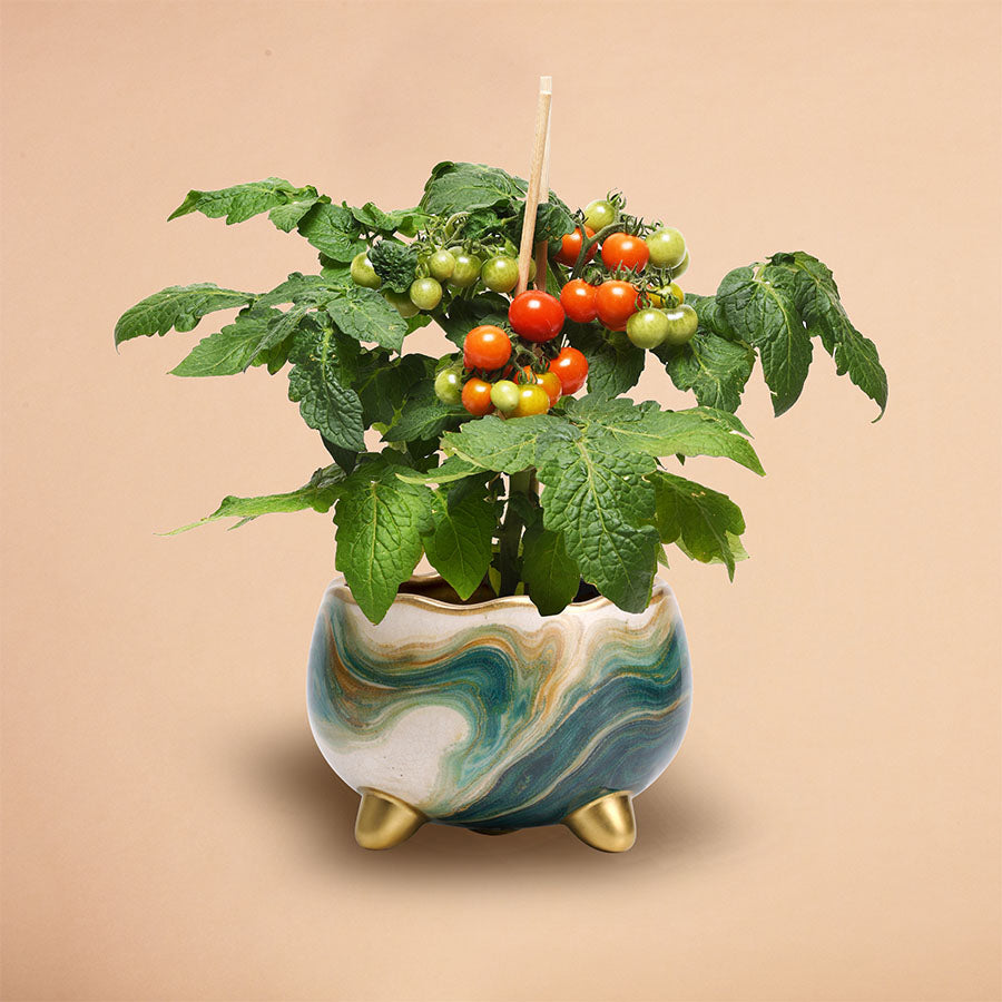 The Golden Hour Collection