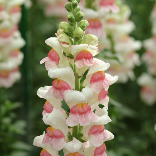 Potomac Appleblossom Snapdragon Plants