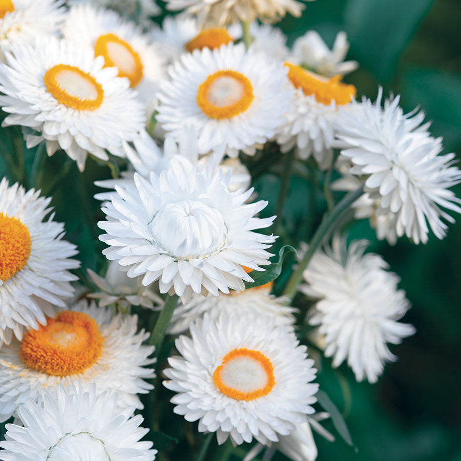 King Silvery White Strawflower Plants
