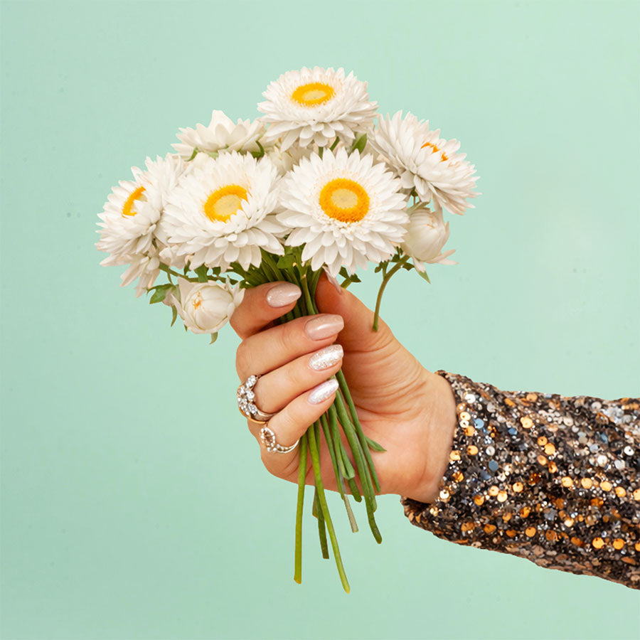King Silvery White Strawflower Plants