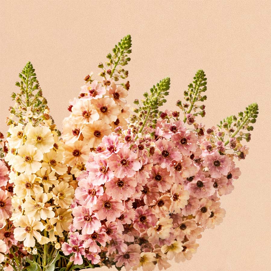 Southern Charm Verbascum Plants