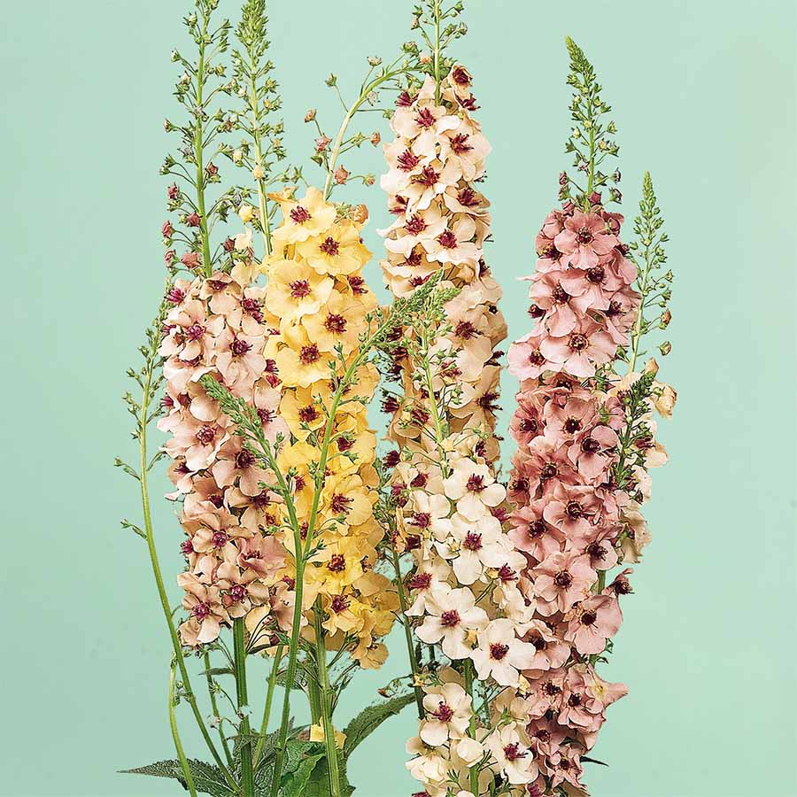 Perennial Garden Kit: 12 Plants