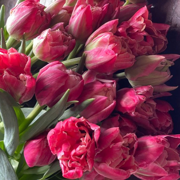 Verona Sunrise Pre-Chilled Tulip Bulbs