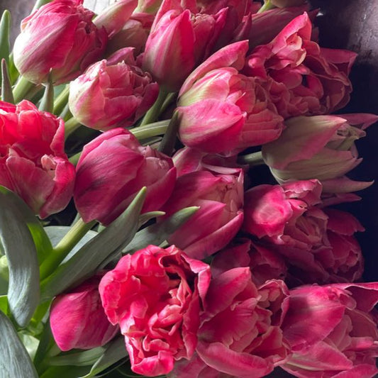 Verona Sunrise Pre-Chilled Tulip Bulbs