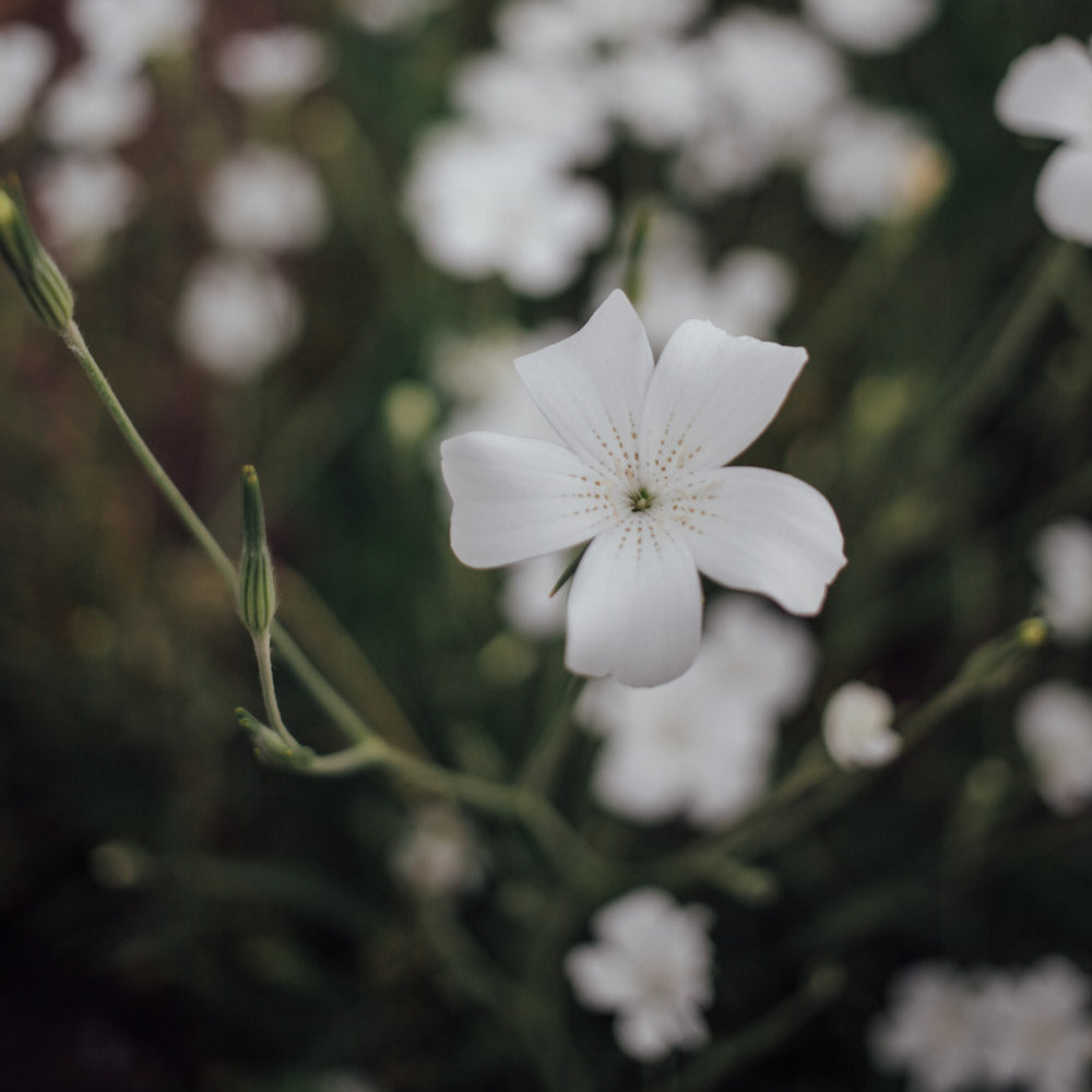 Ocean Pearls Agrostemma Seeds