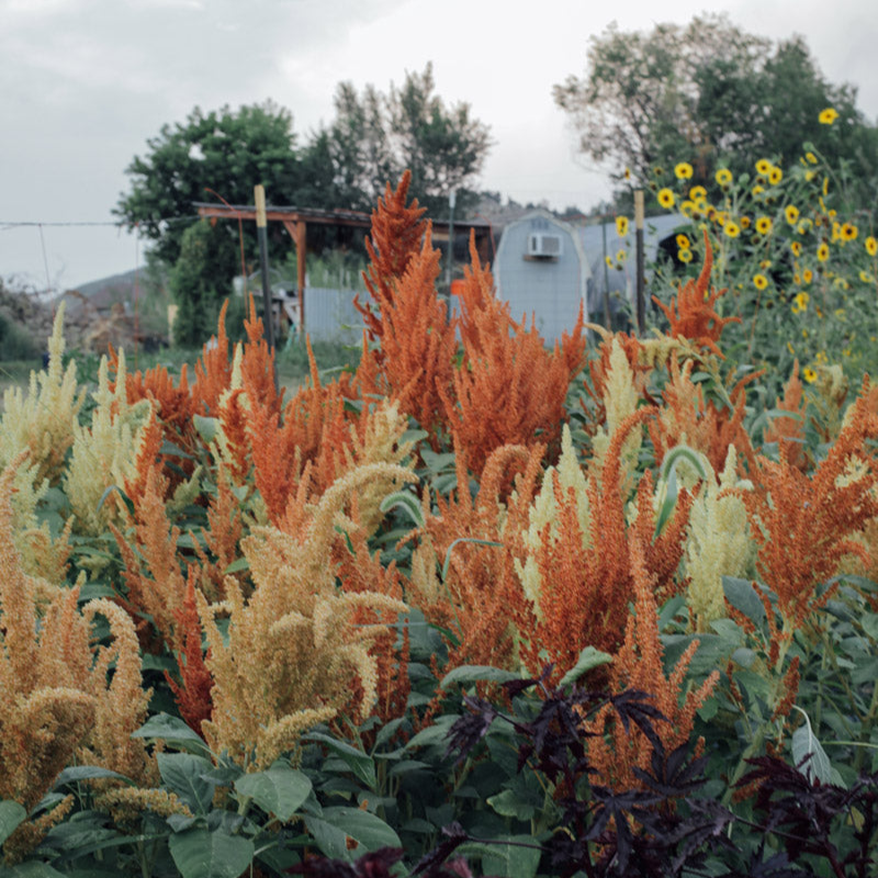 Autumn Touch Amaranth Seeds