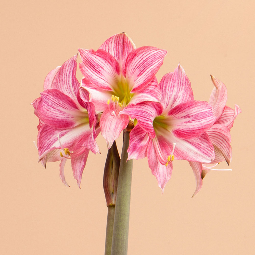 Neon Amaryllis Bulb