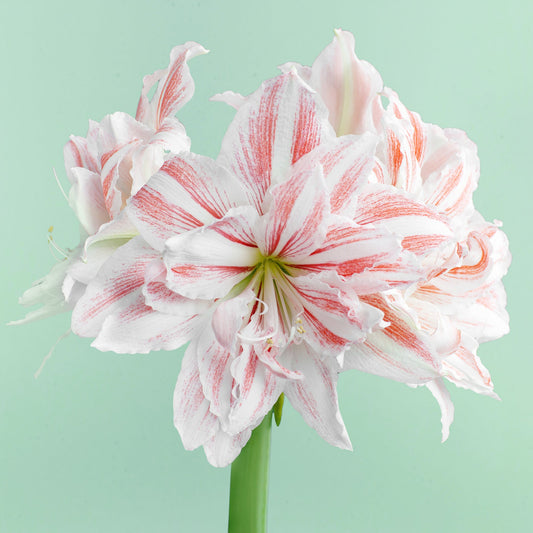 Dancing Queen Amaryllis Bulb