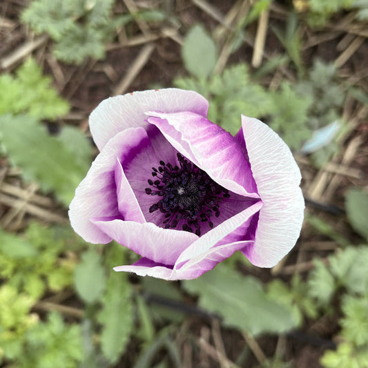 Mistral Tigre Vinato Anemone Corms