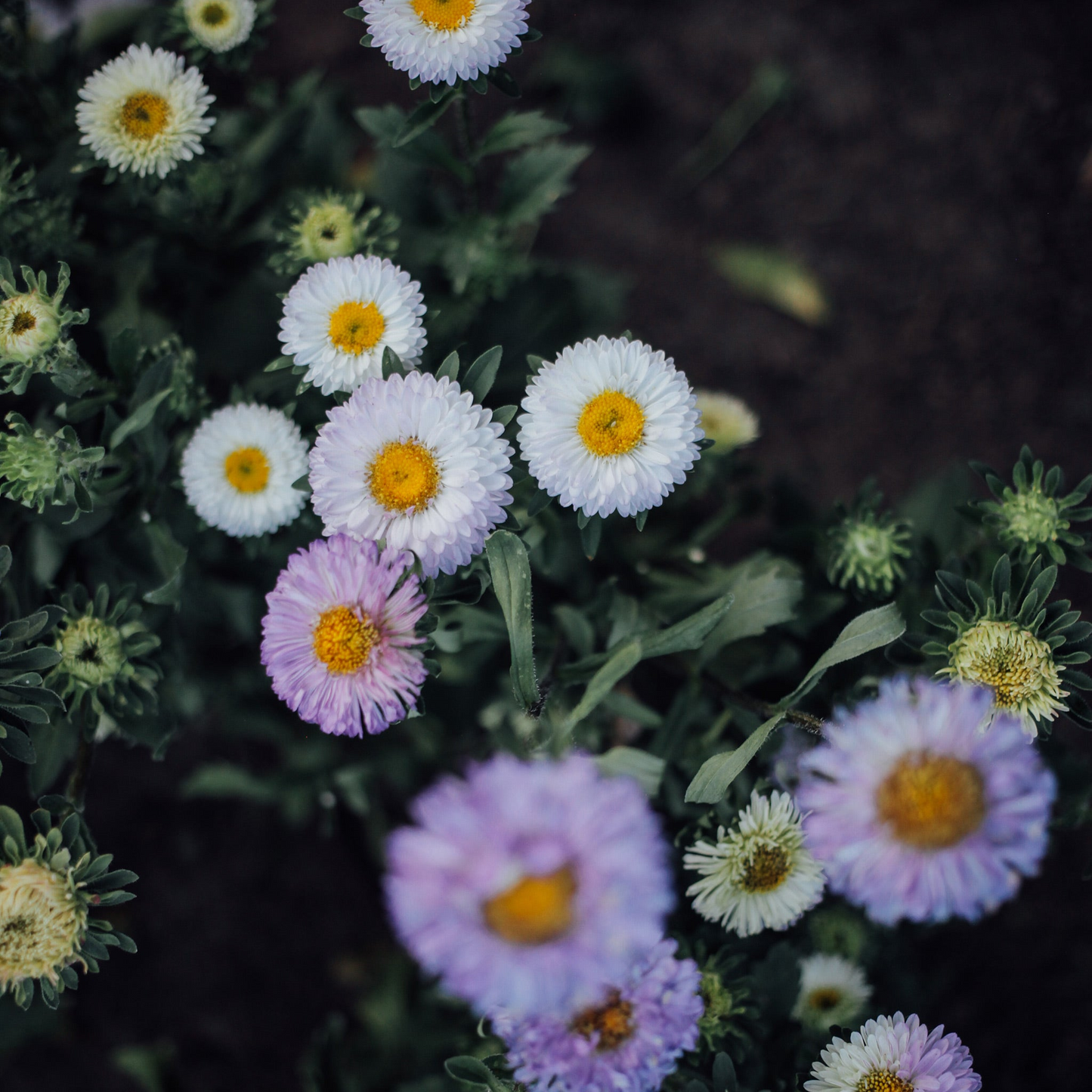 Cut Flower Garden In a Box