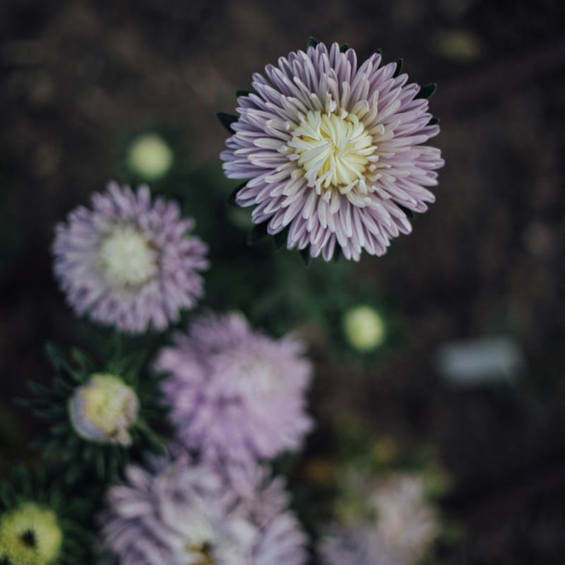 Moonstone Aster Seeds