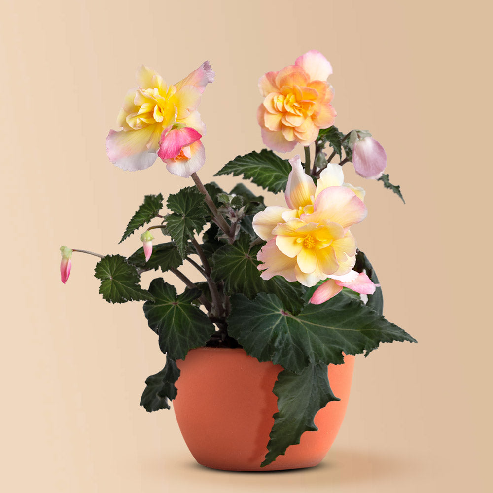 Iconia Lemon Berry Begonia Plants Plantgem